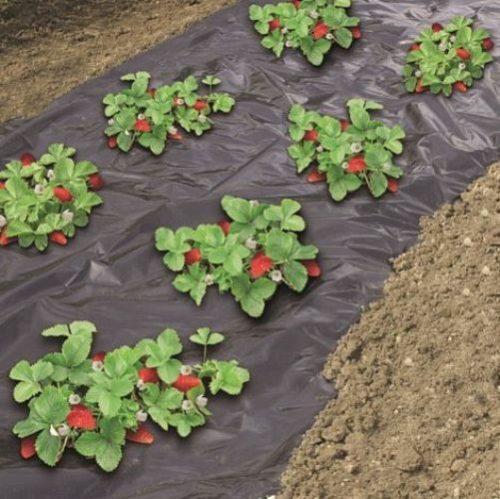 Eper termesztés piros takarófólia, fényvisszaverő, UV stabil, hatékonyság növelő.