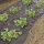 Eper termesztés piros takarófólia, UV védett, 60 mm lyuk, javítja a termést.