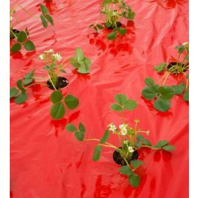 Eper termesztés piros fólia, 25 mikron, UV védett, tartós védelem.