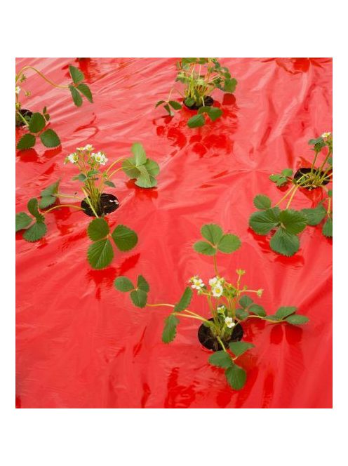 Eper termesztés piros fólia, 25 mikron, UV védett, tartós védelem.