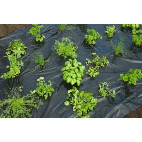 Fűszernövények fekete talajtakaró, ültetőlyukakkal, gyomkontroll és vízgazdálkodás.