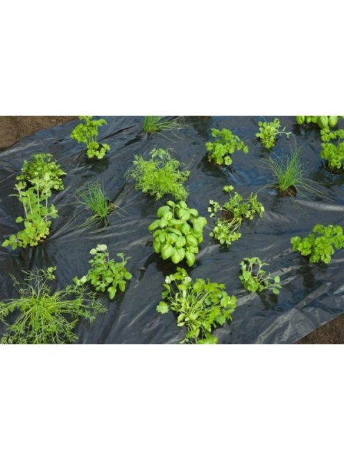 Fűszernövények fekete talajtakaró, ültetőlyukakkal, gyomkontroll és vízgazdálkodás.