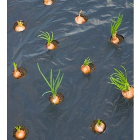 Spenót és fehérrépa fekete talajtakaró, UV védett, tartós növényvédelem.